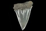 Fossil Mako Shark Tooth - South Carolina #128752-1
